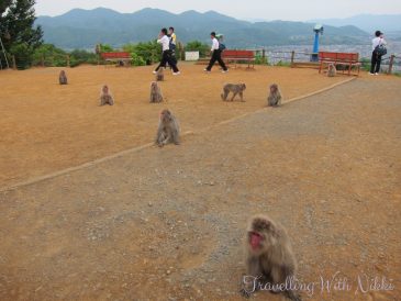 IwatayamaMonkeyPark14
