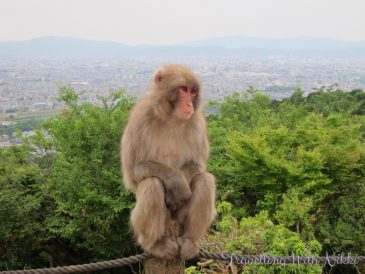 IwatayamaMonkeyPark15