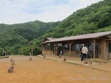 IwatayamaMonkeyPark18