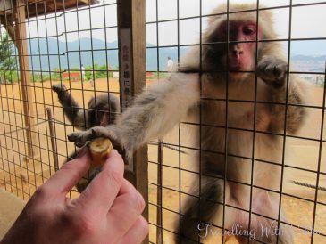 IwatayamaMonkeyPark21