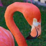 Visiting Ardastra Gardens in Nassau